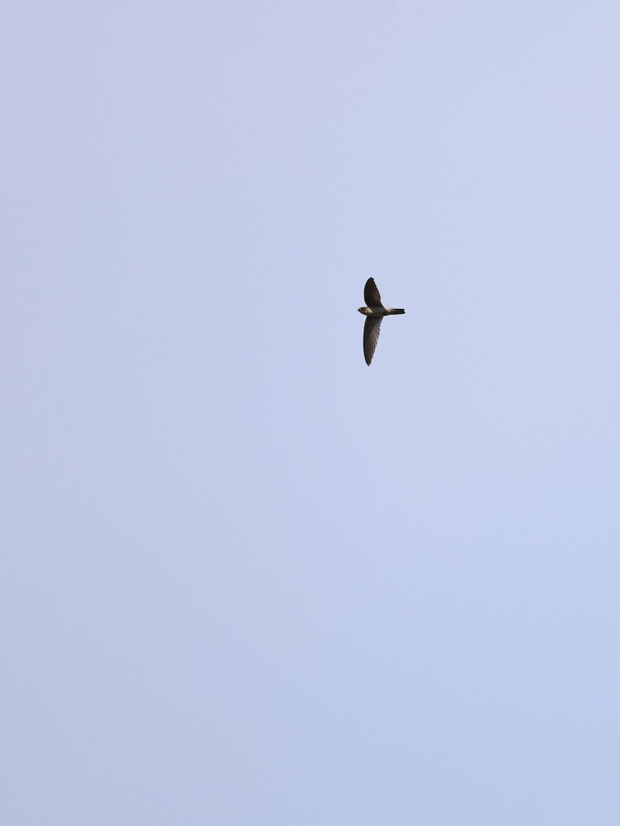 Indian Swiftlet - ML641838988