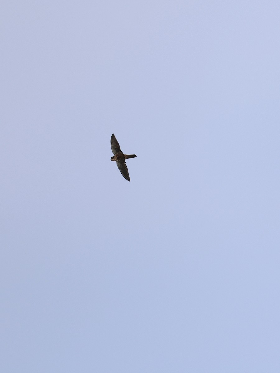 Indian Swiftlet - ML641838989