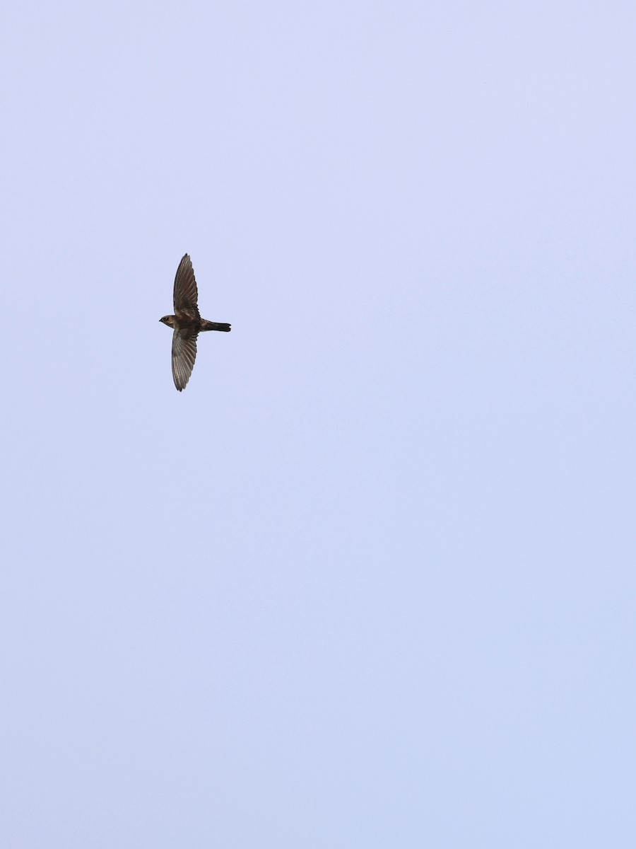 Indian Swiftlet - ML641838990