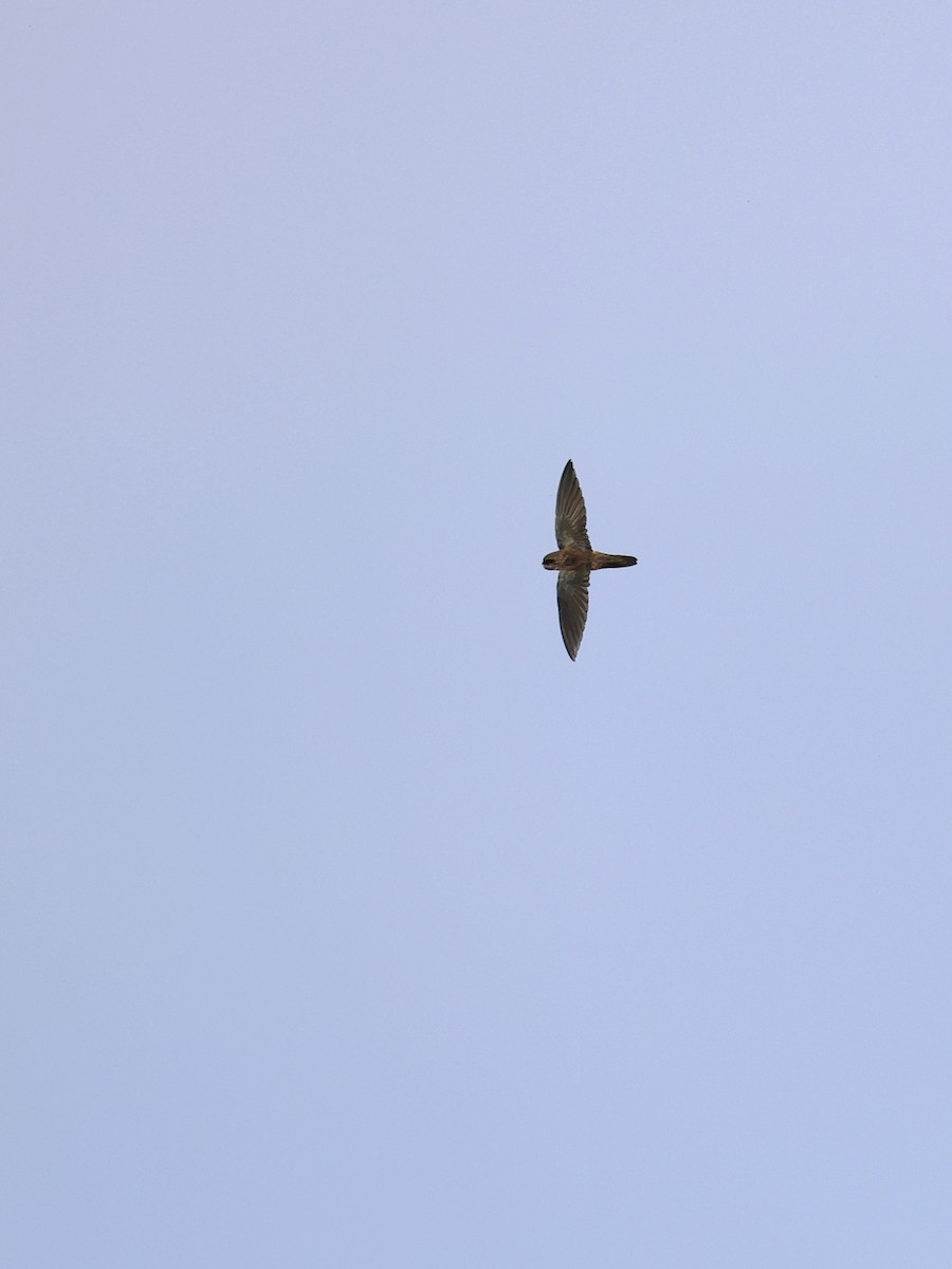 Indian Swiftlet - ML641838991