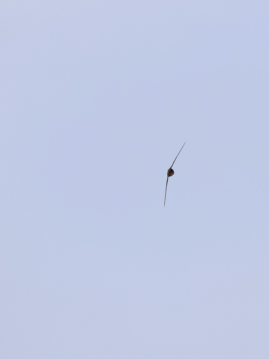 Indian Swiftlet - ML641838992
