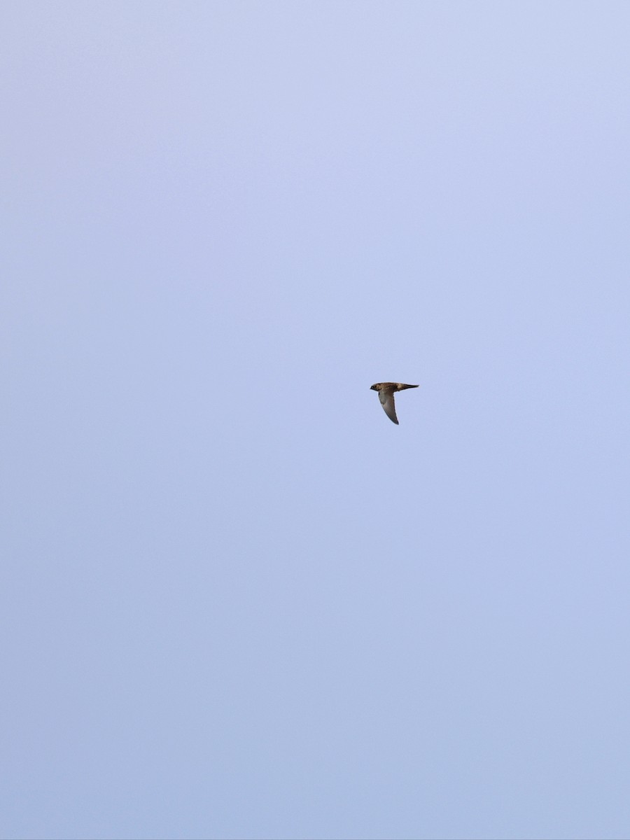 Indian Swiftlet - ML641838993