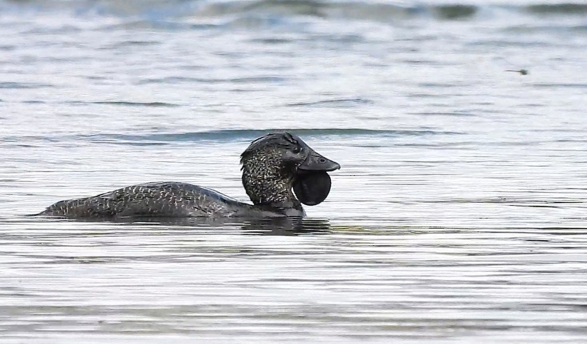 Musk Duck - ML641839002