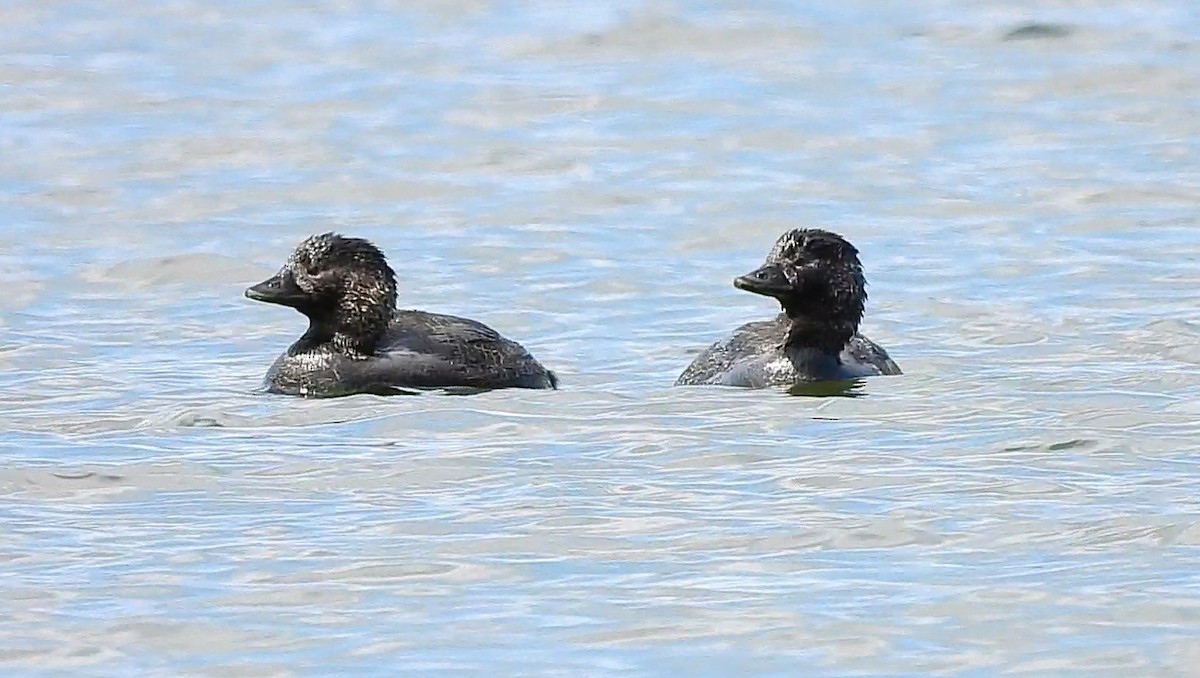 Musk Duck - ML641839004