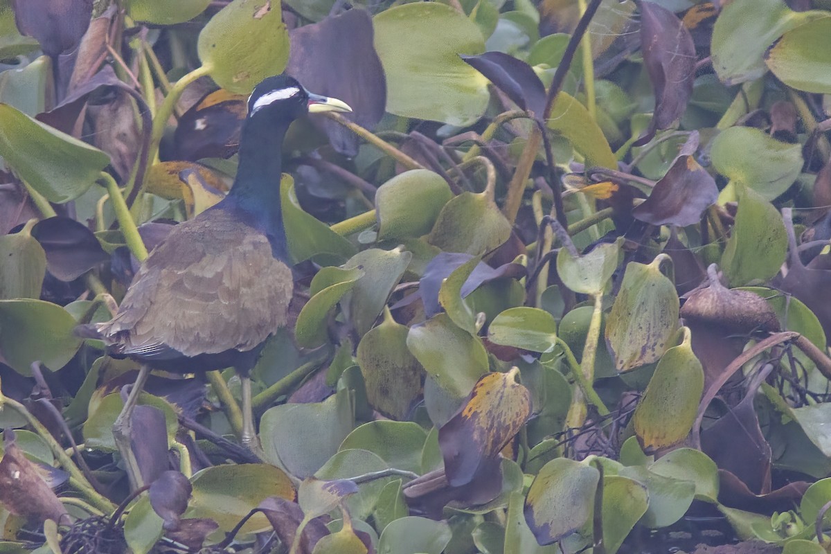 Bronze-winged Jacana - ML641839006