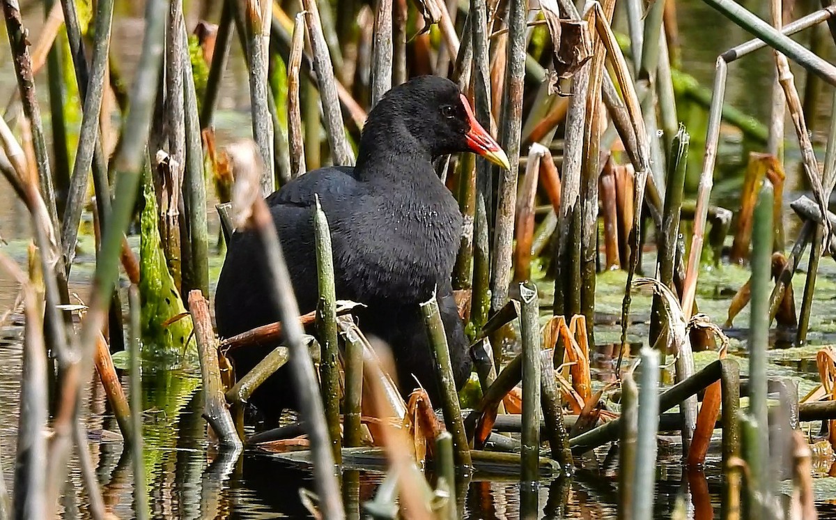 Dusky Moorhen - ML641839012