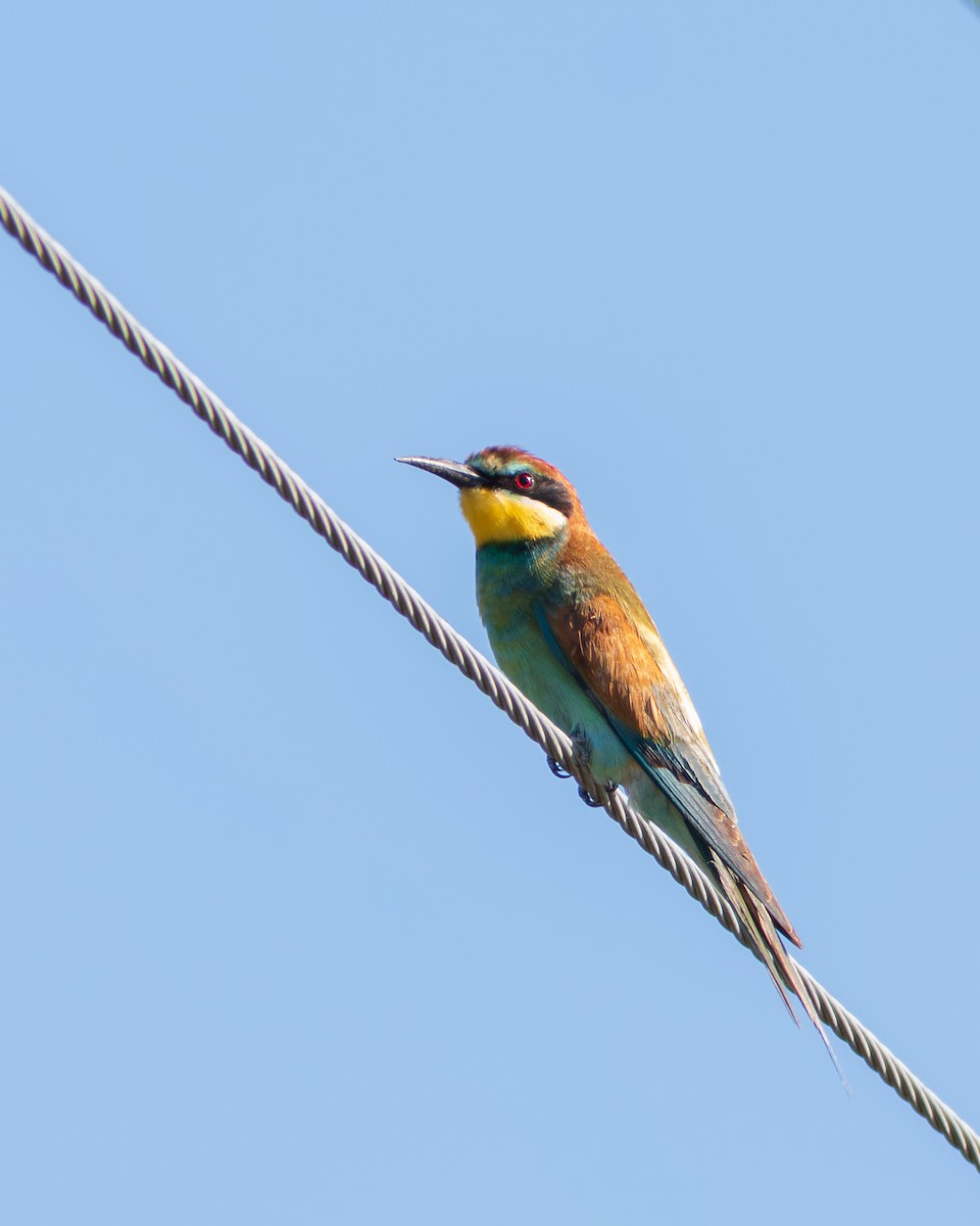European Bee-eater - ML641839013