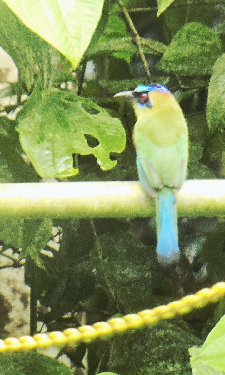 Whooping Motmot - ML641839017