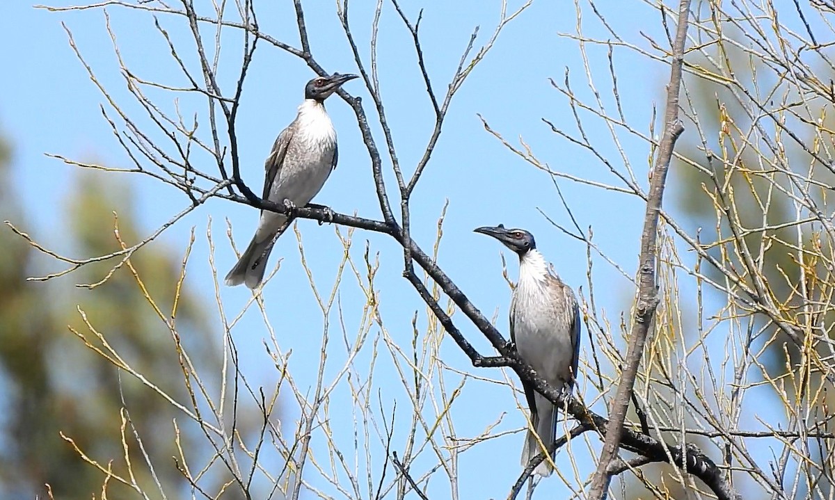 Noisy Friarbird - ML641839020