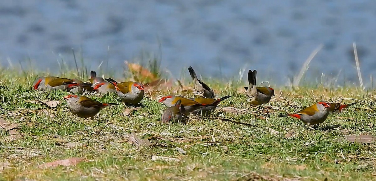 フヨウチョウ - ML641839030