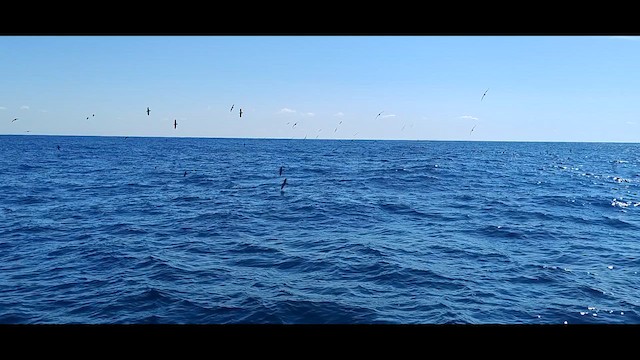 Wedge-tailed Shearwater - ML641839047