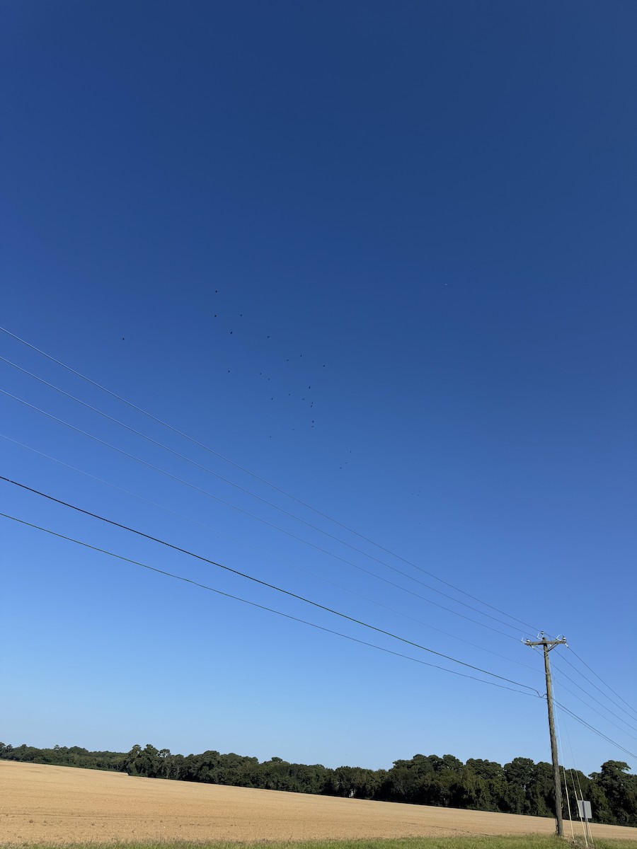 ウオガラス - ML641839049