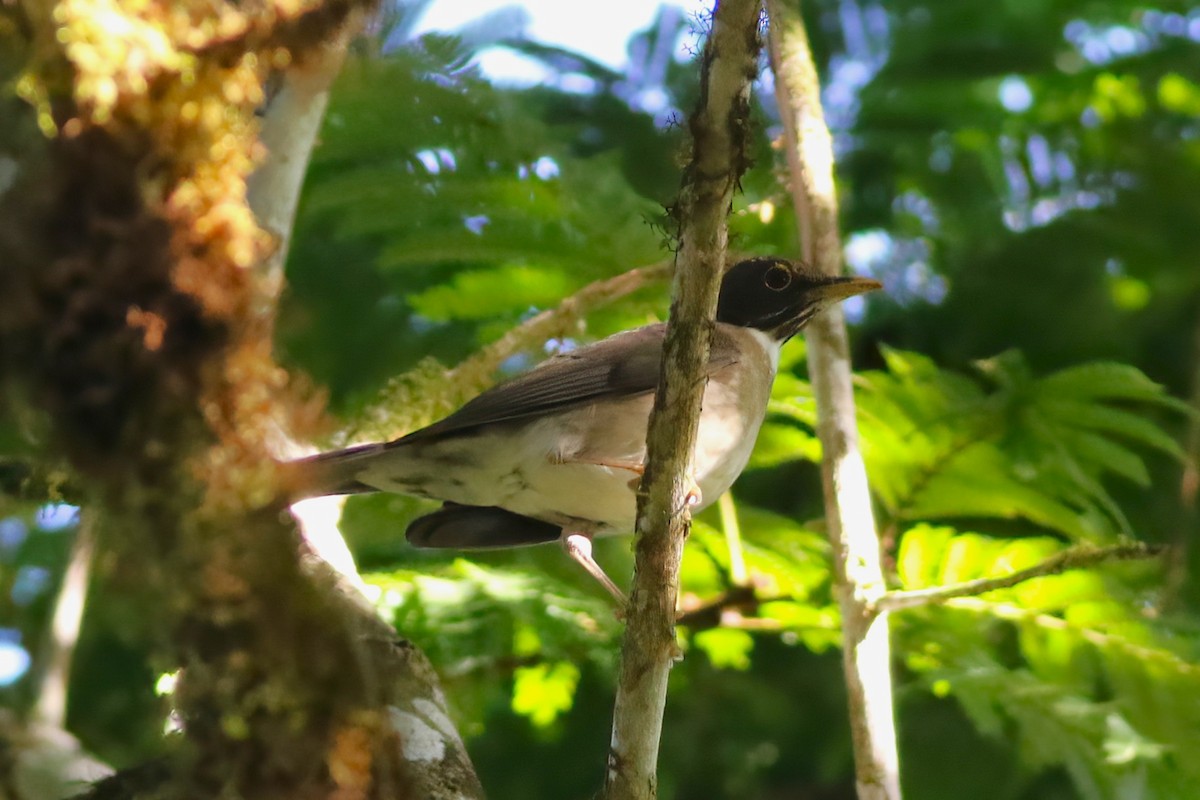 White-throated Thrush - ML641839061