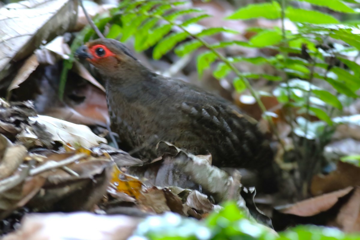 Marbled Wood-Quail - ML641839064
