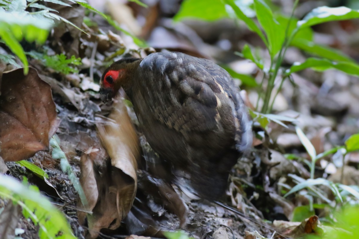 Marbled Wood-Quail - ML641839065