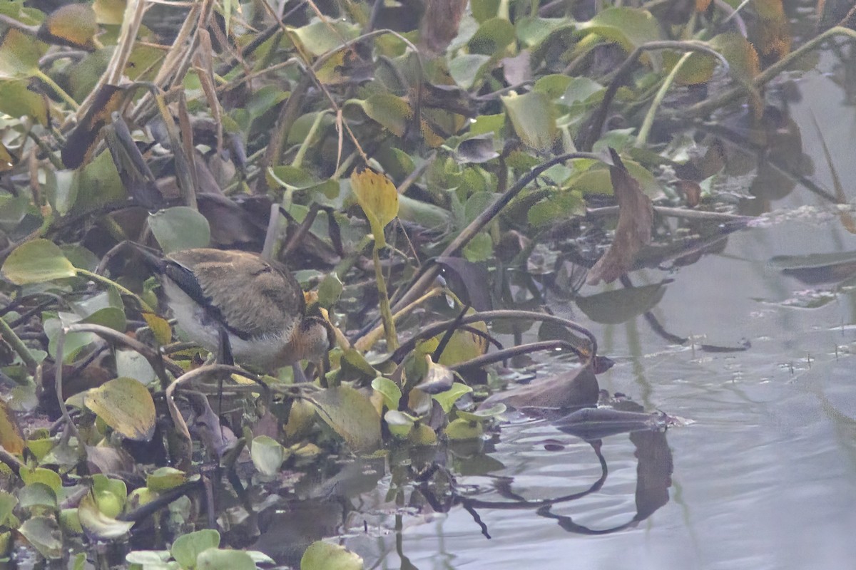 Bronze-winged Jacana - ML641839068