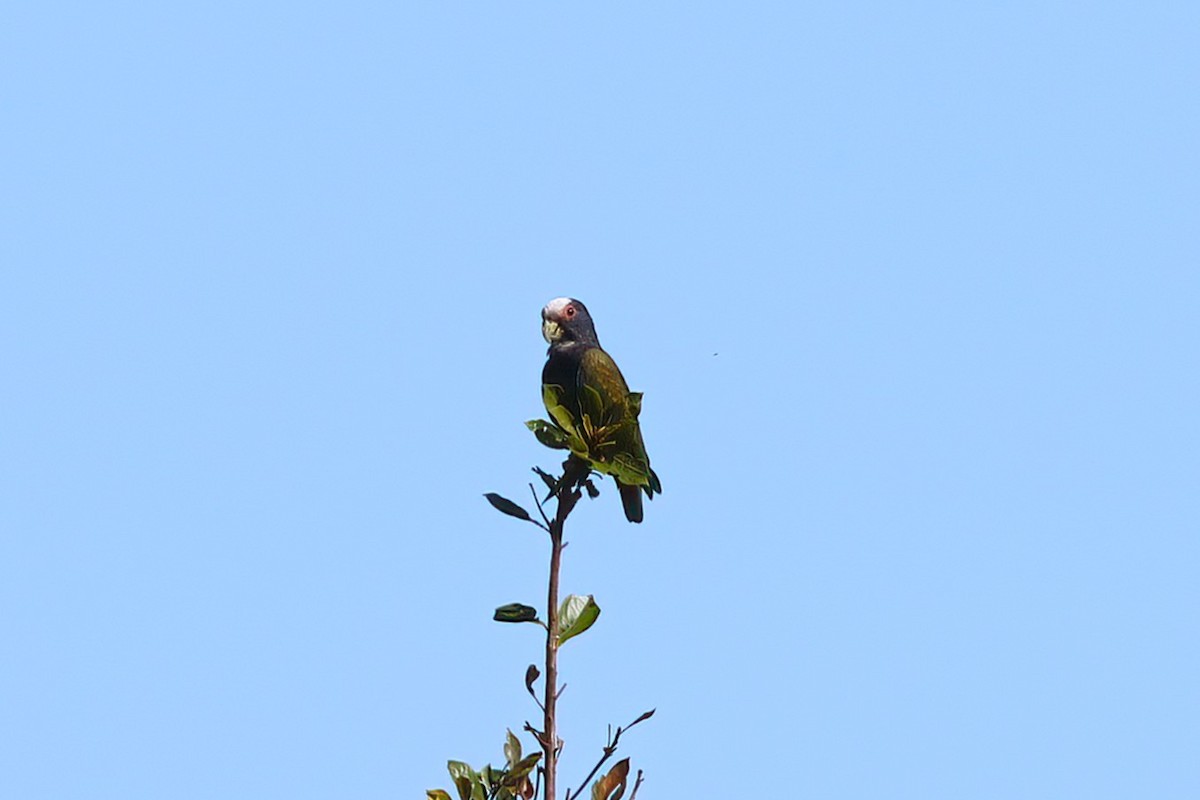 Loro Senil - ML641839078