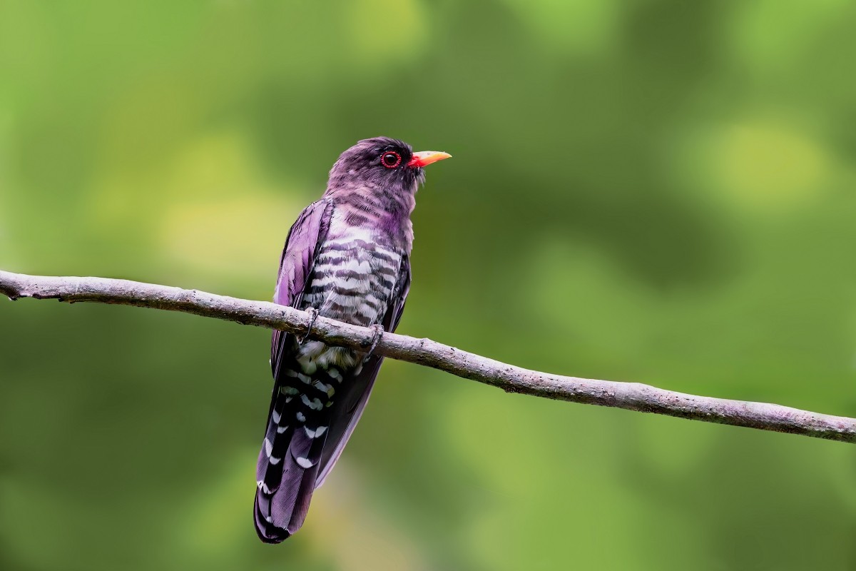 Violet Cuckoo - ML641839087