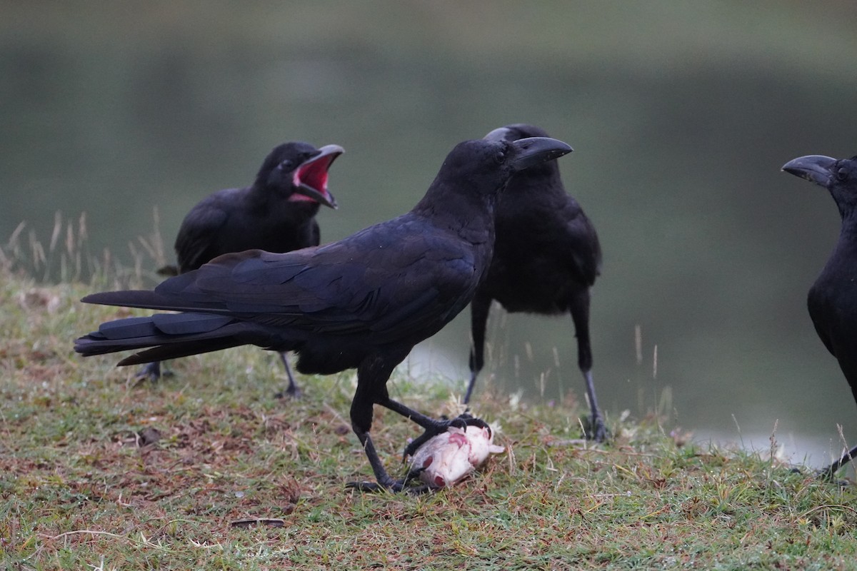Large-billed Crow - ML641839089