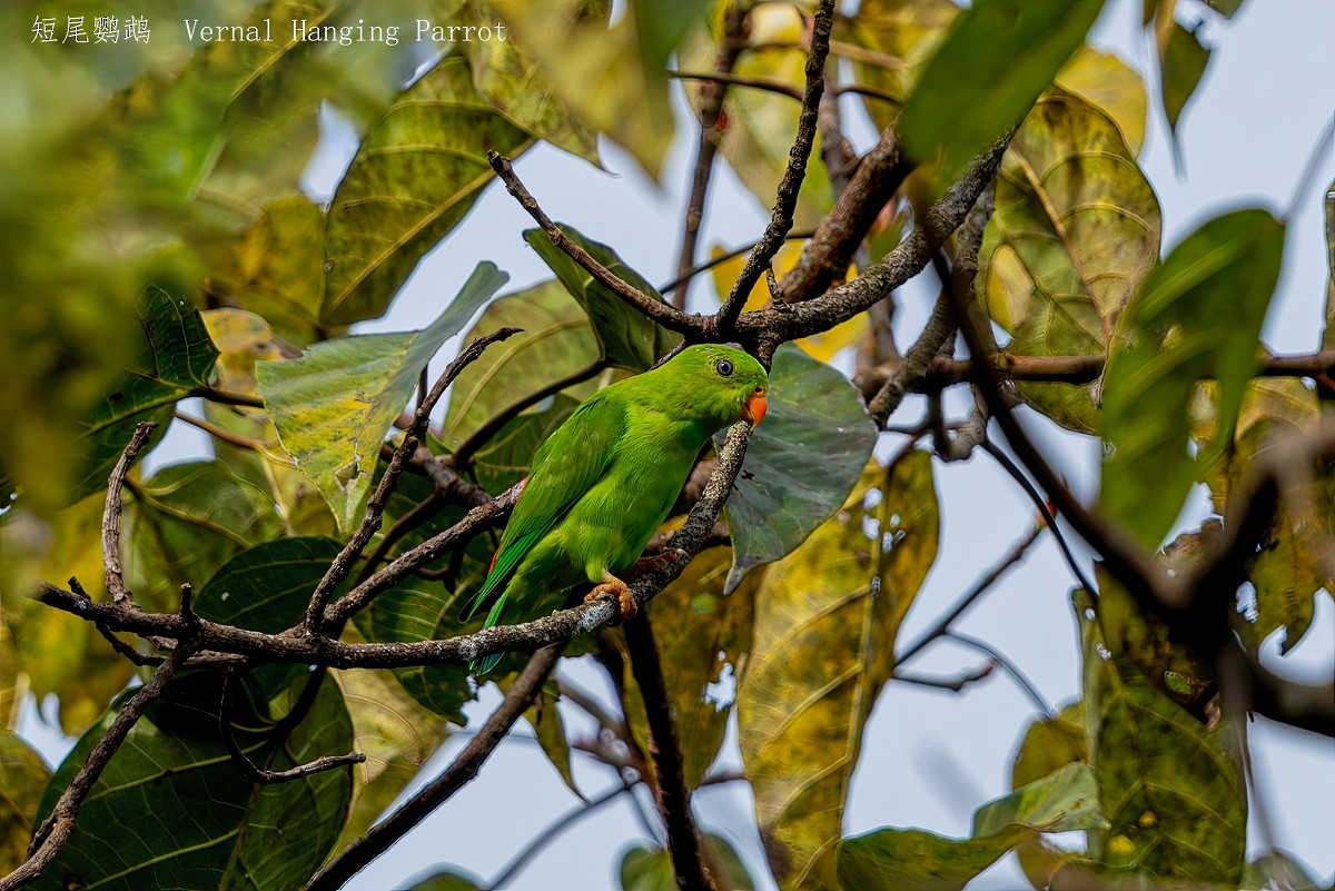 Vernal Hanging-Parrot - ML641839098
