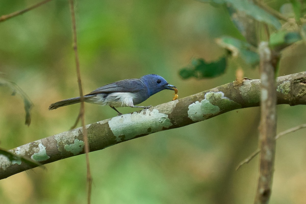Black-naped Monarch - ML641839102