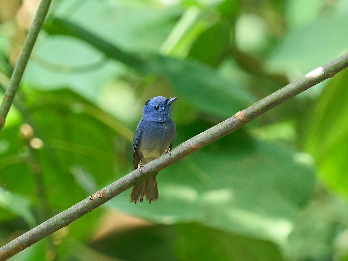 Black-naped Monarch - ML641839103