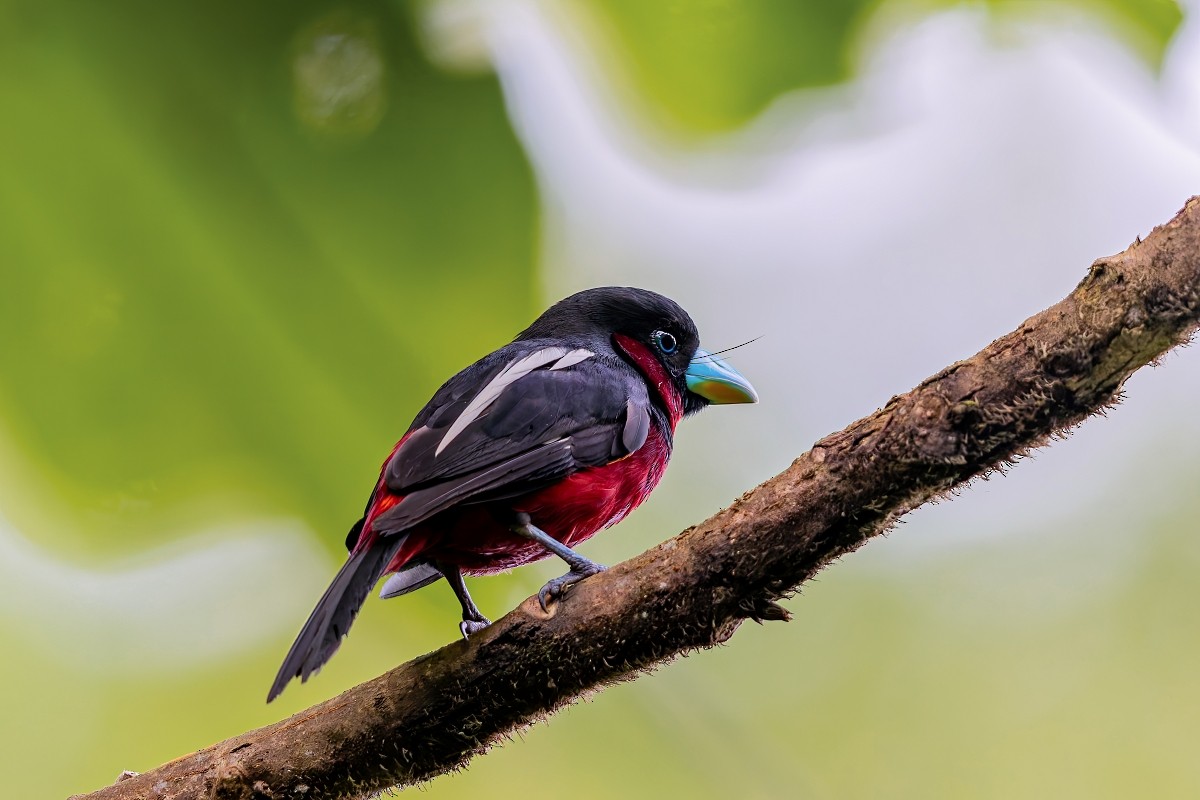 Black-and-red Broadbill - ML641839108