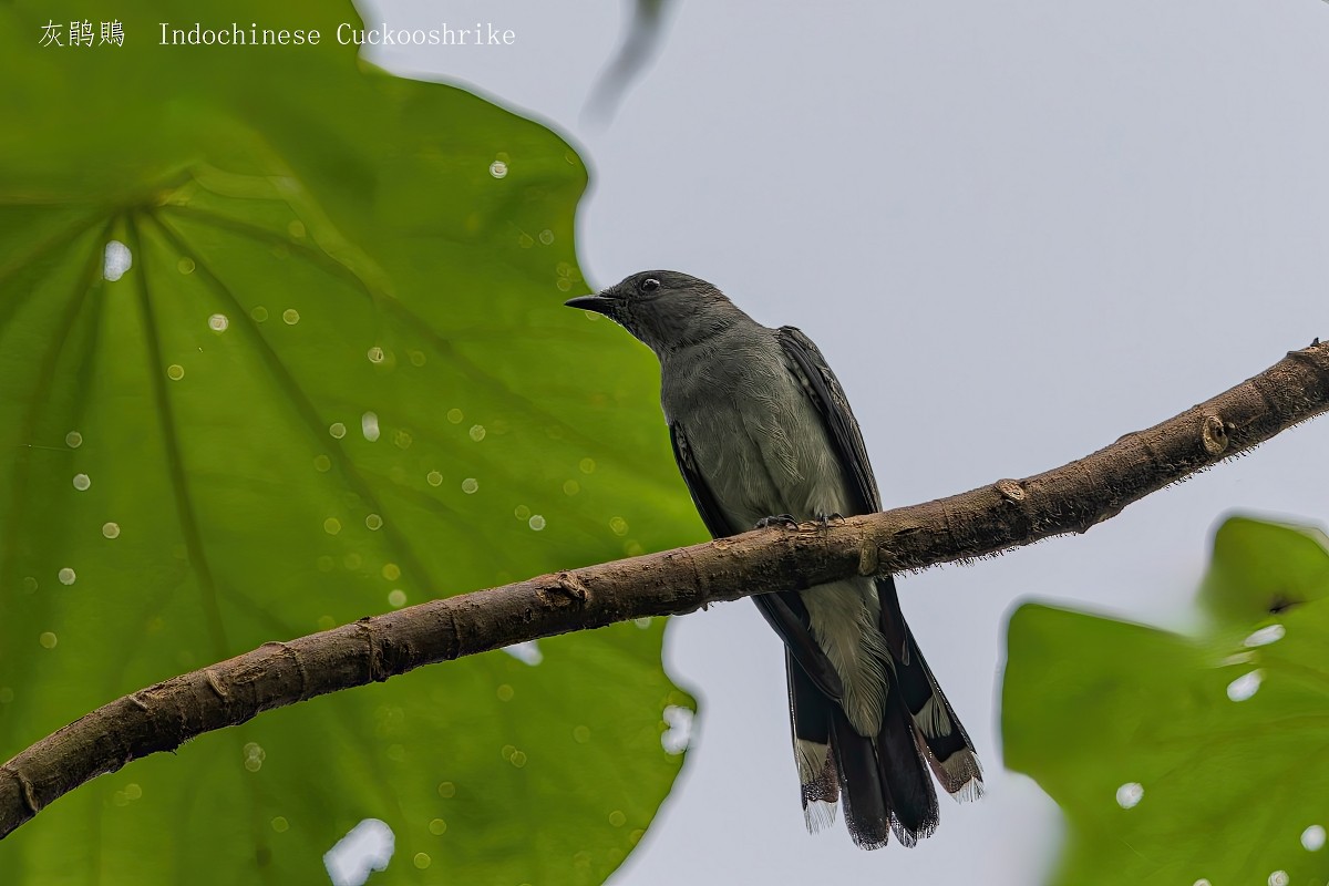 Indochinese Cuckooshrike - ML641839111