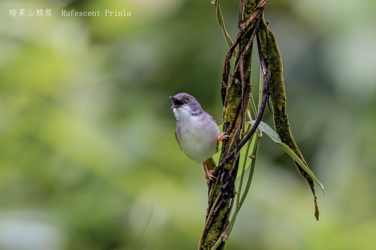 Rufescent Prinia - ML641839114
