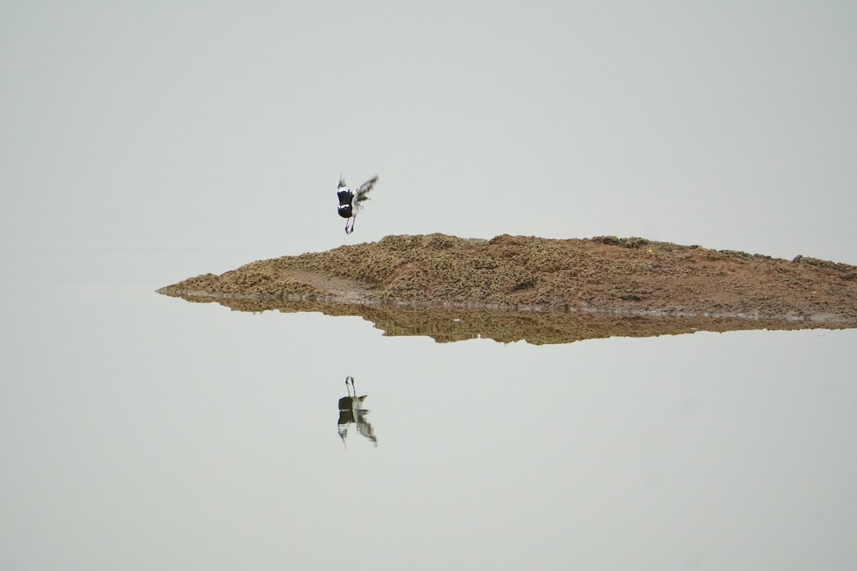 White-browed Wagtail - ML641839117