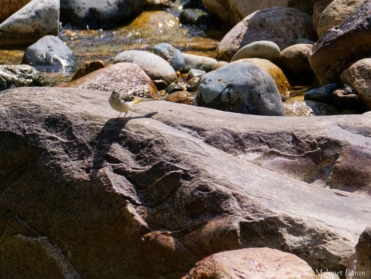 Gray Wagtail - ML641839120