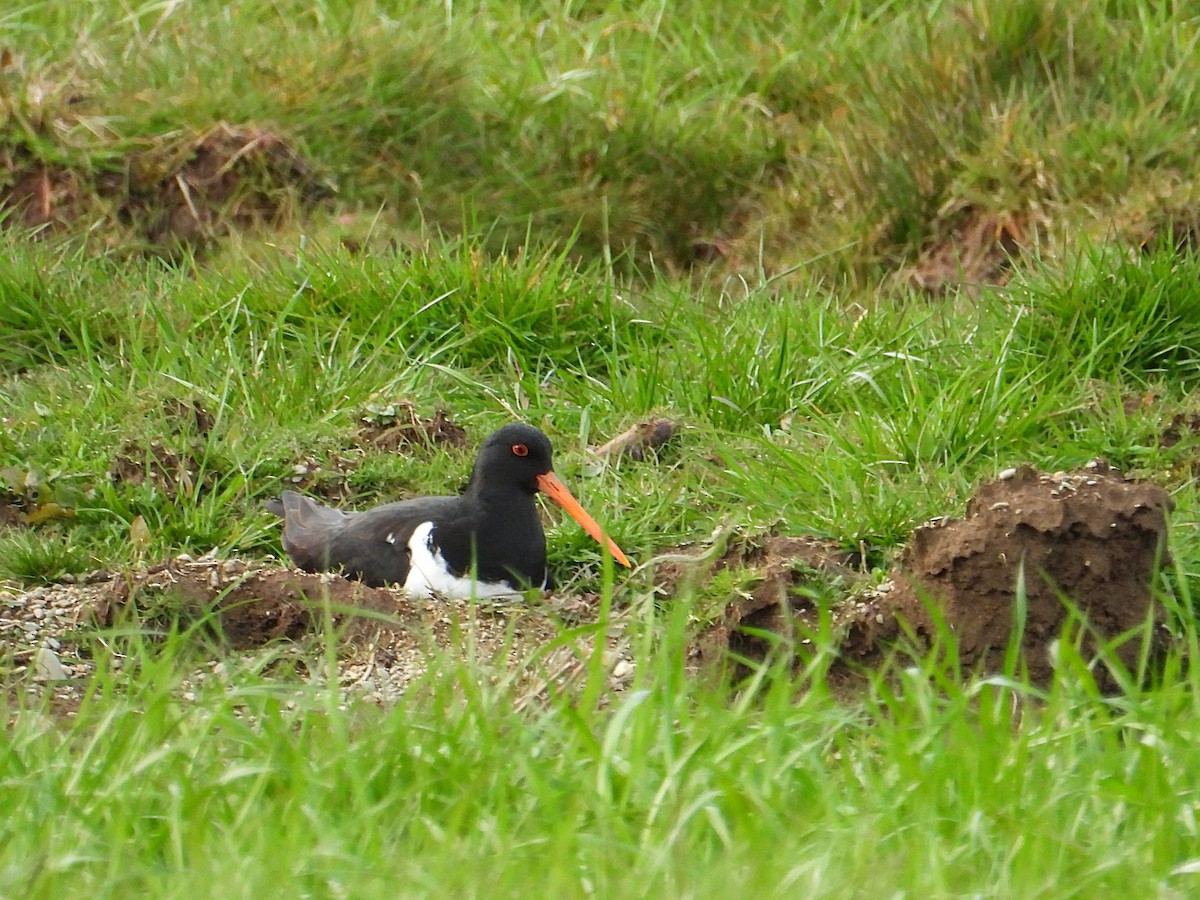 South Island Oystercatcher - ML641839131