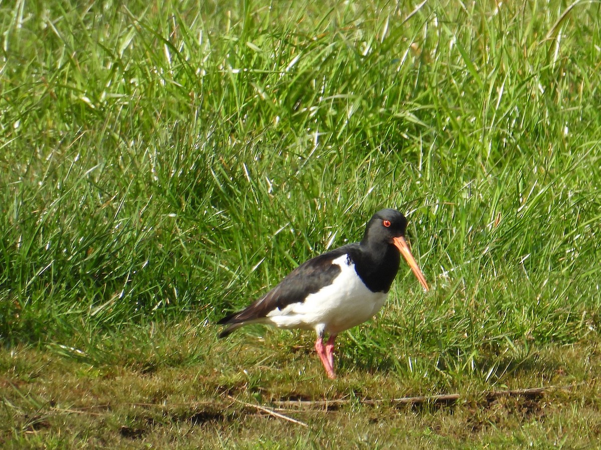 South Island Oystercatcher - ML641839132