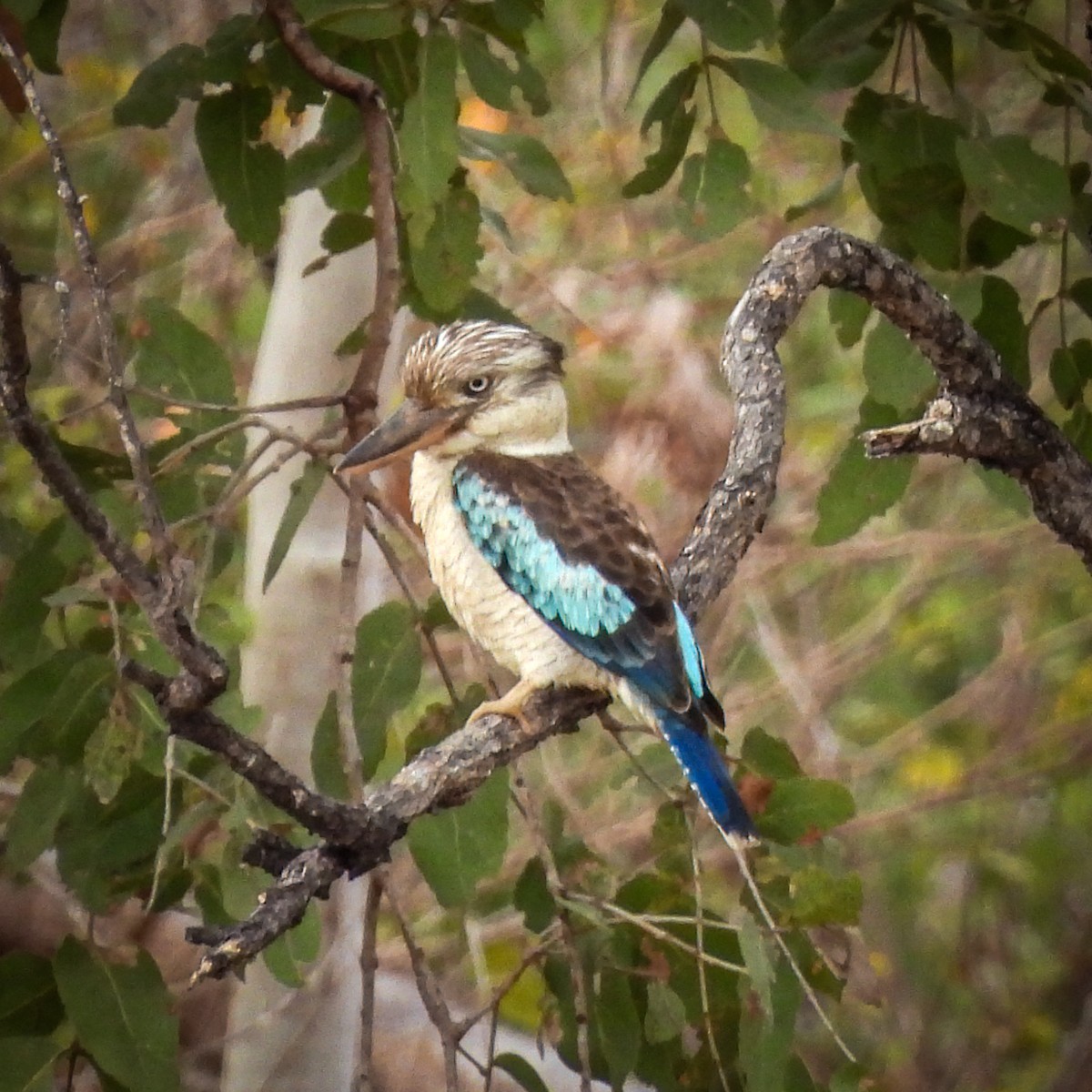 Blue-winged Kookaburra - ML641839134
