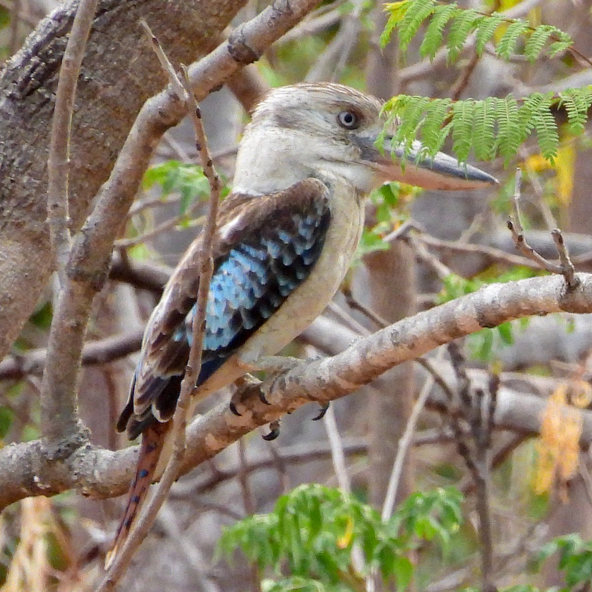 Blue-winged Kookaburra - ML641839135