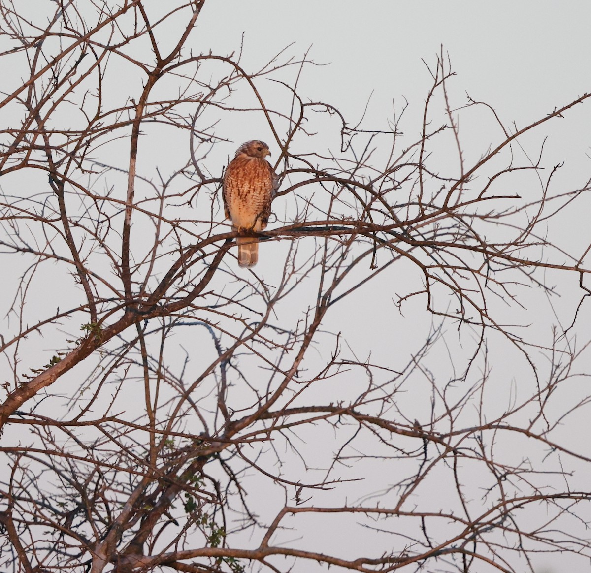 Red-shouldered Hawk (lineatus Group) - ML641839192