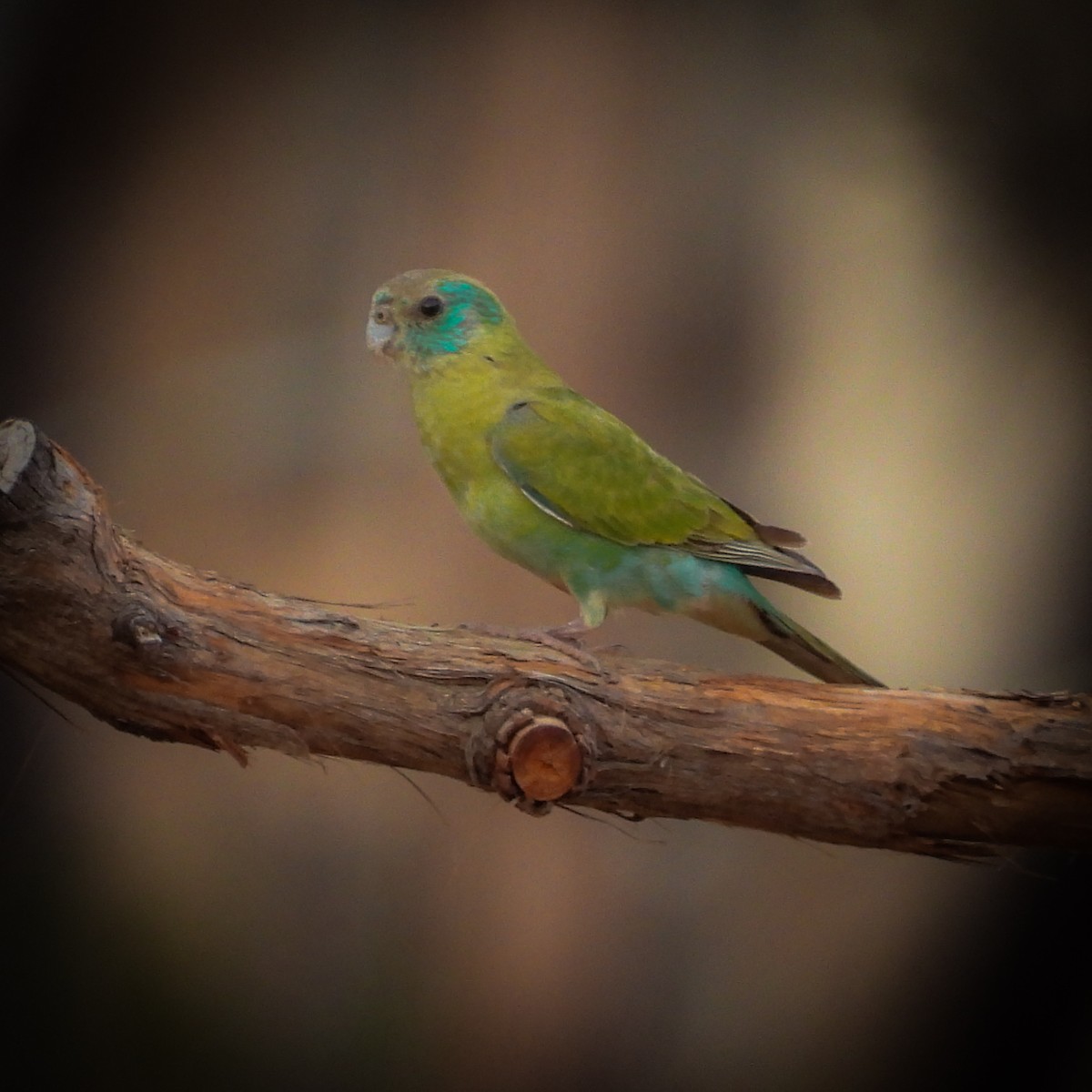 Golden-shouldered Parrot - ML641839193