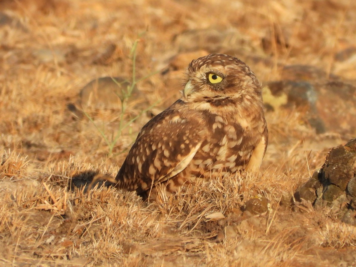 Burrowing Owl - ML641839208