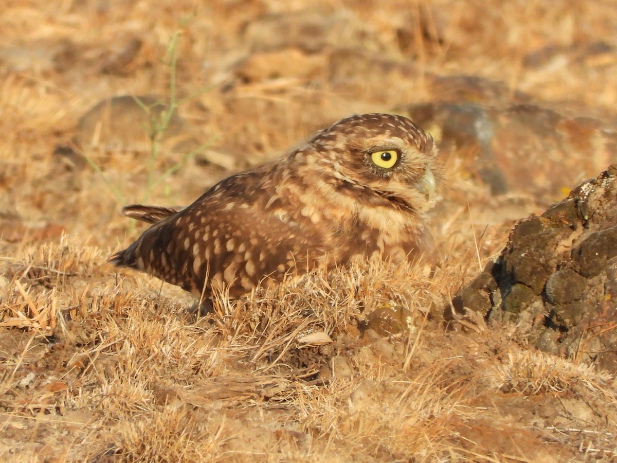 Burrowing Owl - ML641839209