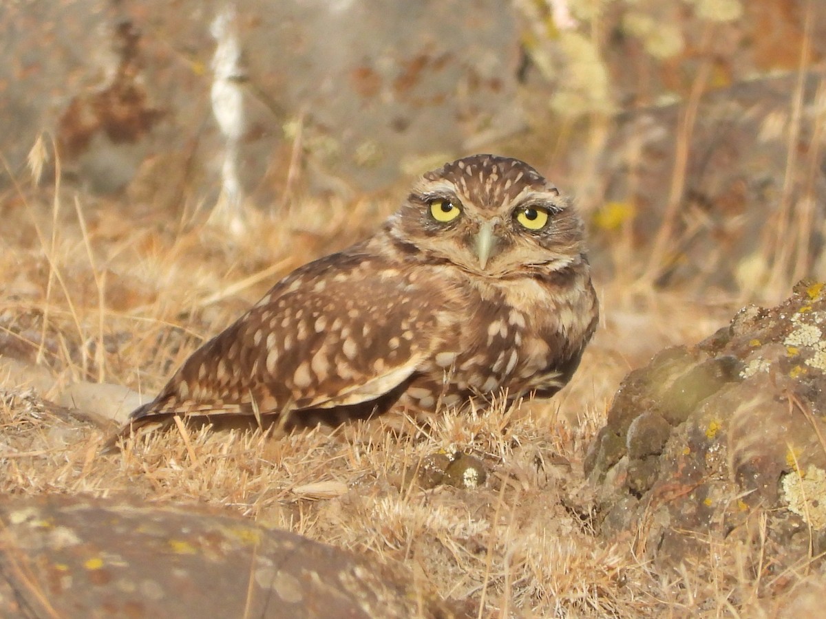 Burrowing Owl - ML641839211