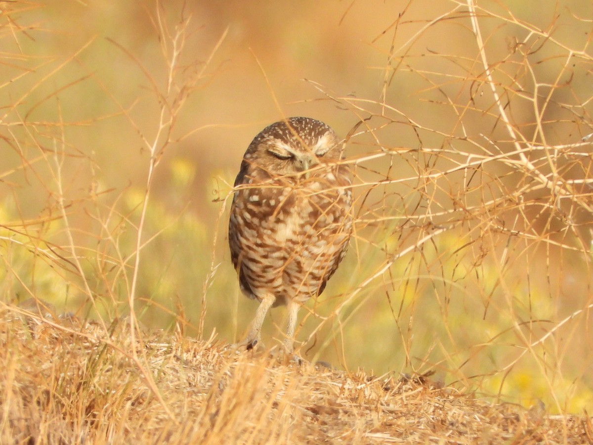Burrowing Owl - ML641839212