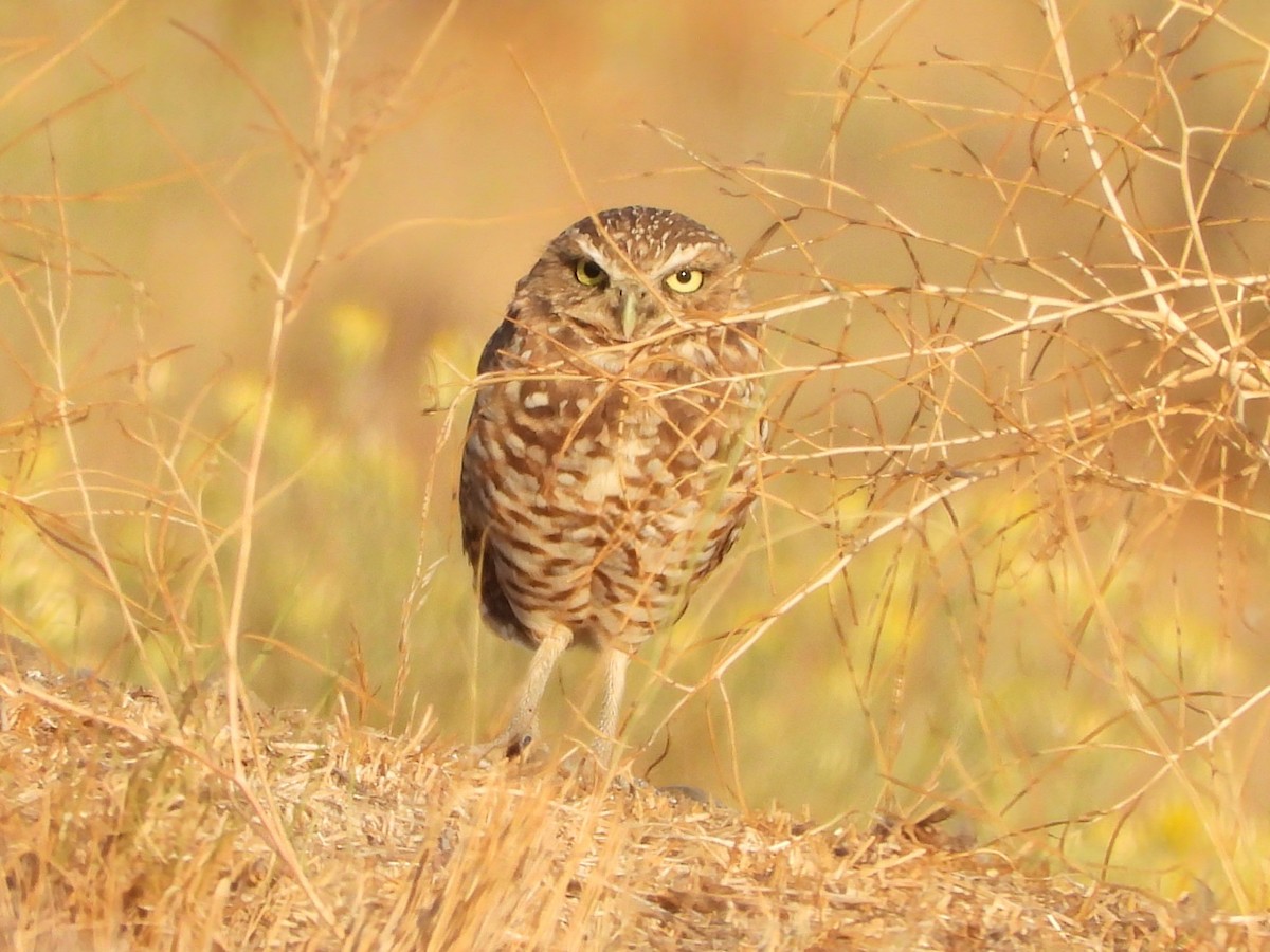 Burrowing Owl - ML641839213