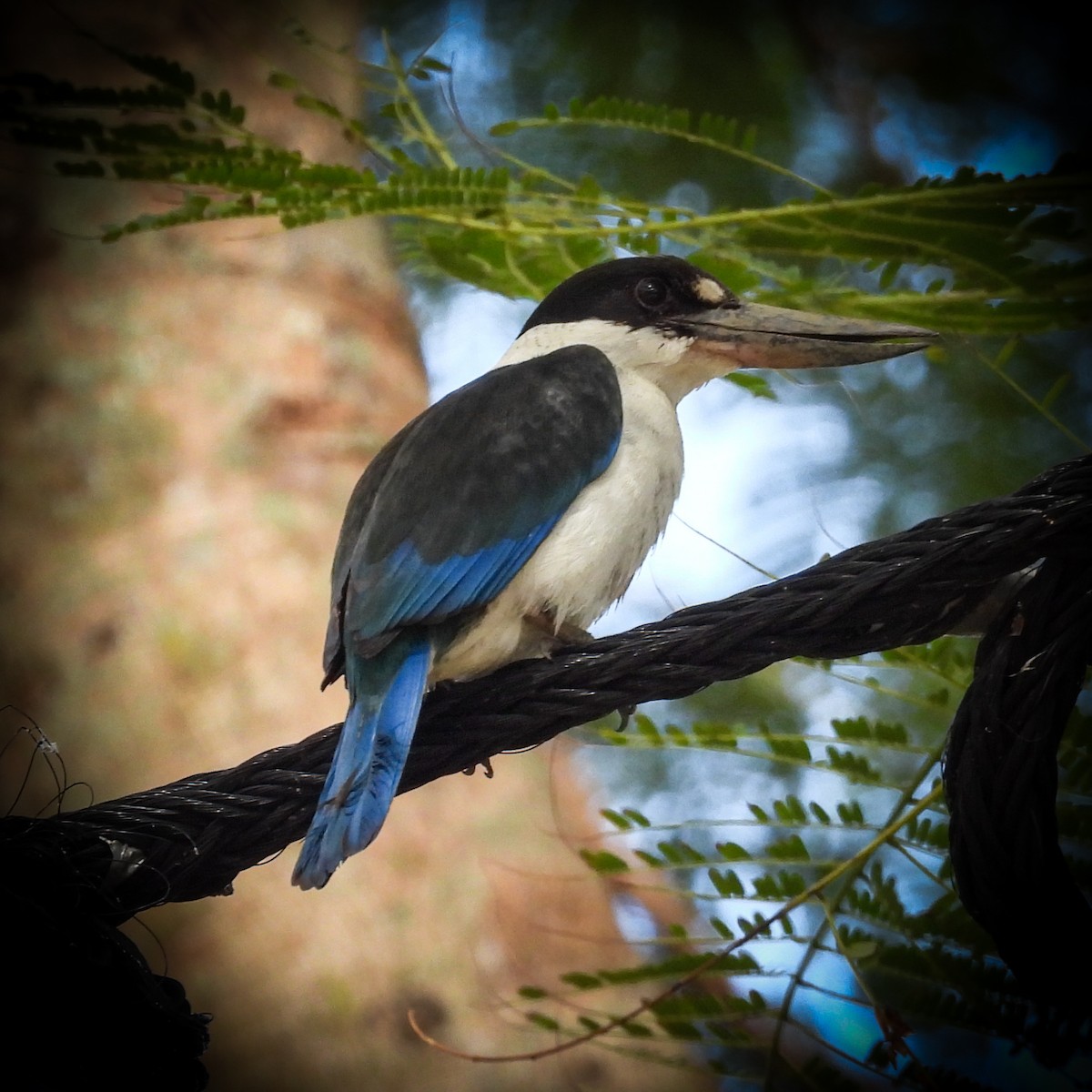 Torresian Kingfisher - ML641839224