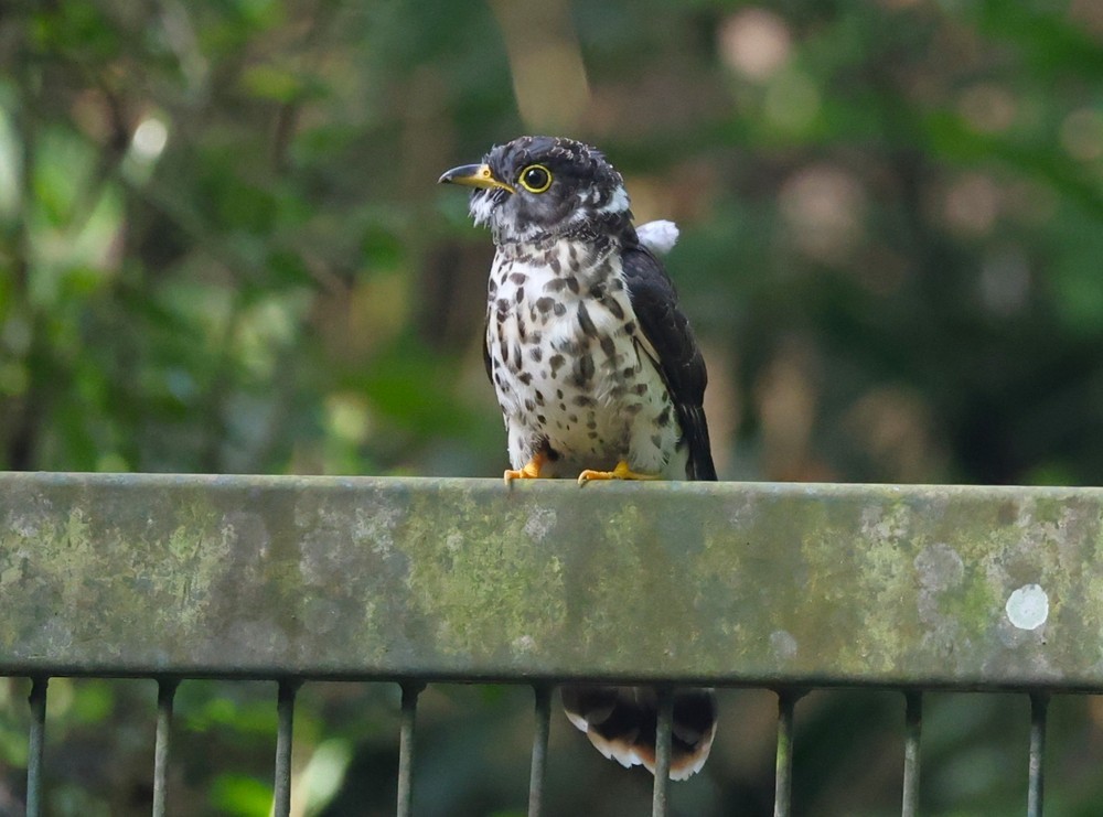 Malaysian Hawk-Cuckoo - ML641839242