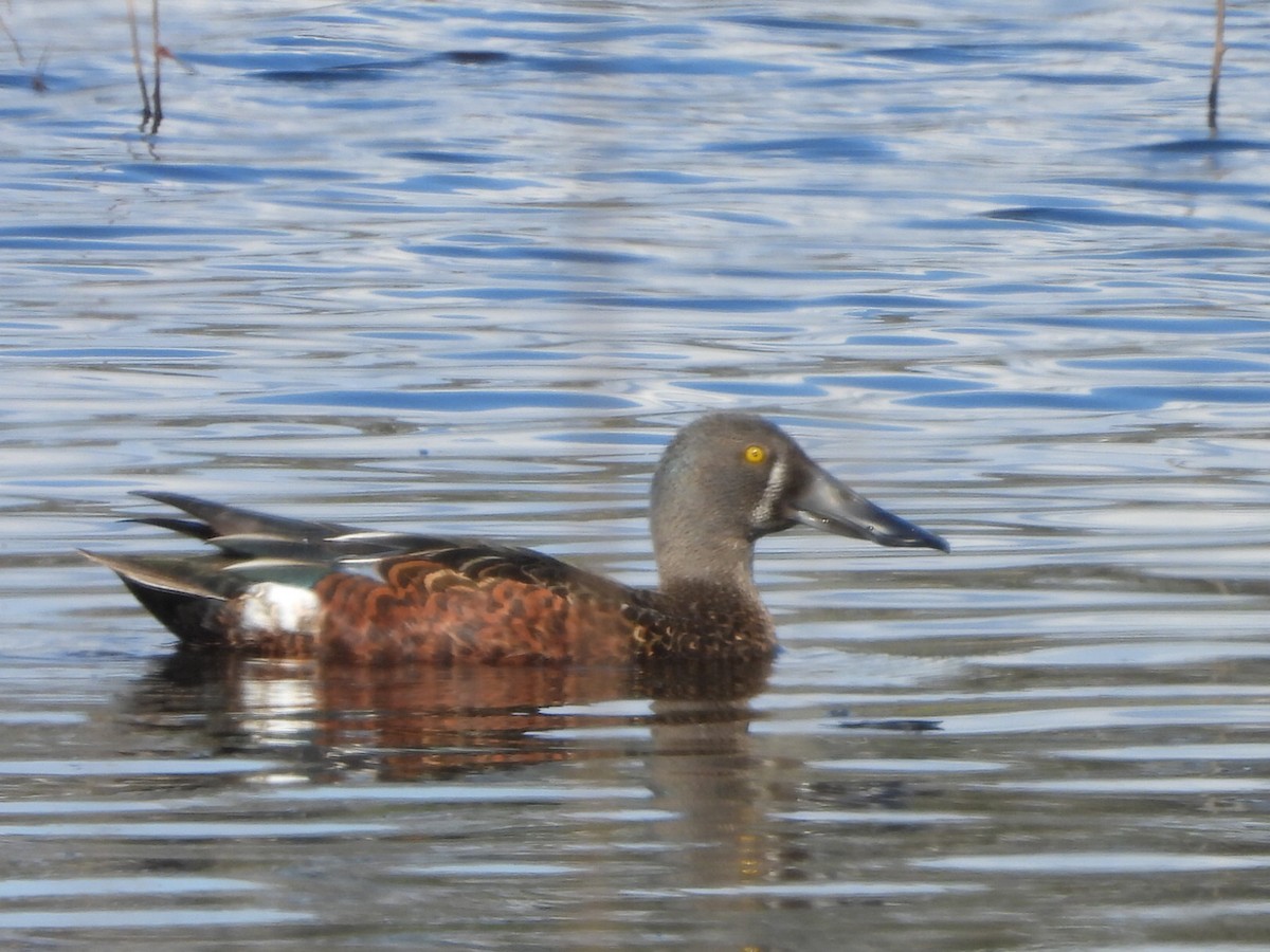 Australasian Shoveler - ML641839253