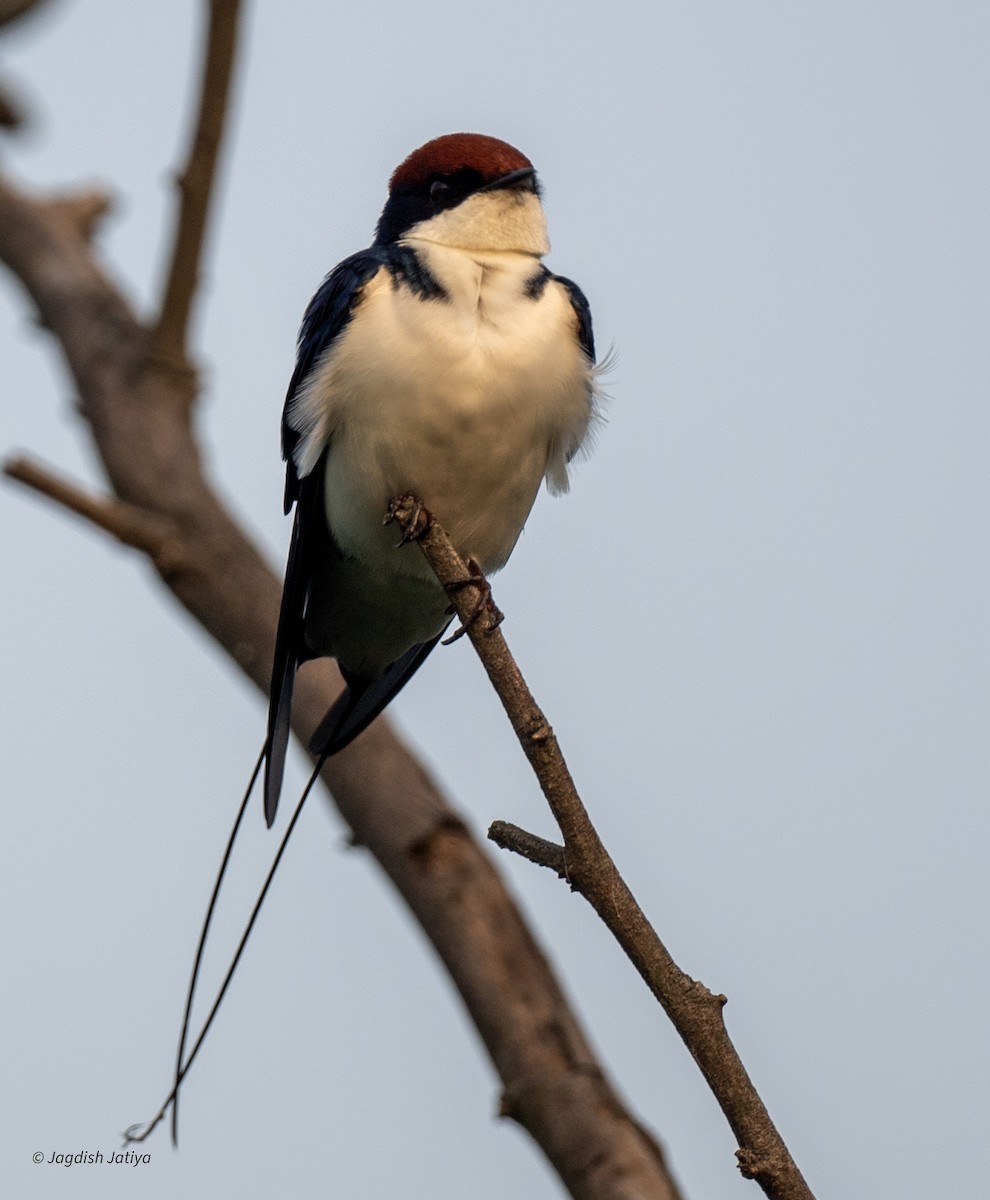 Wire-tailed Swallow - ML641839258