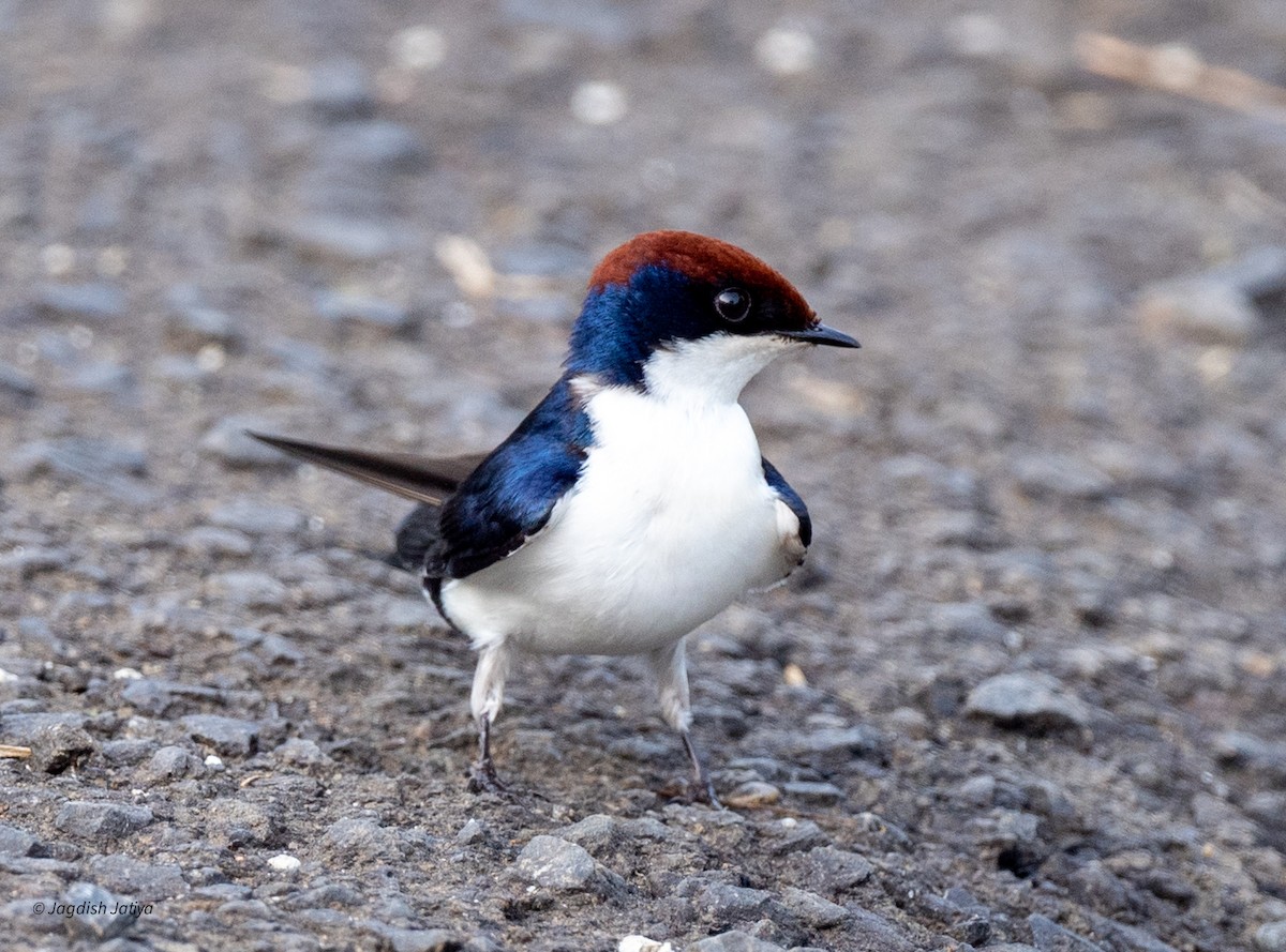 Wire-tailed Swallow - ML641839259