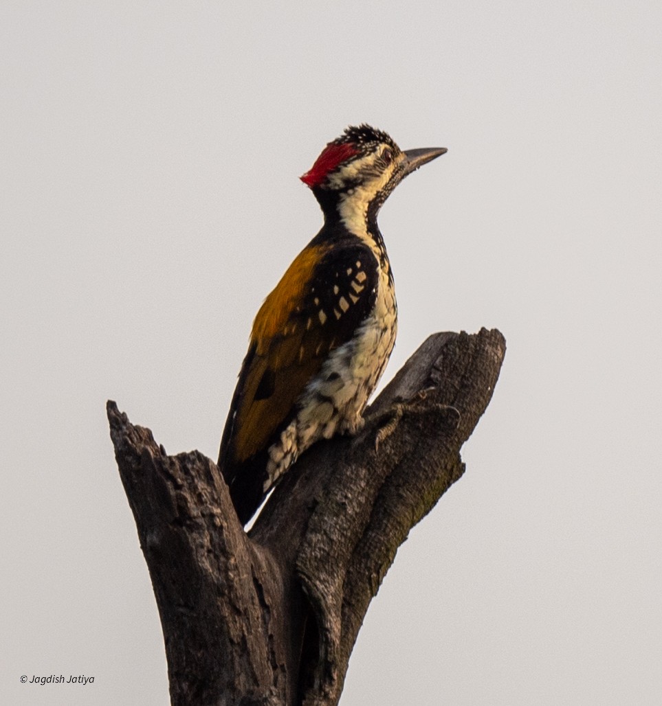 Black-rumped Flameback - ML641839264