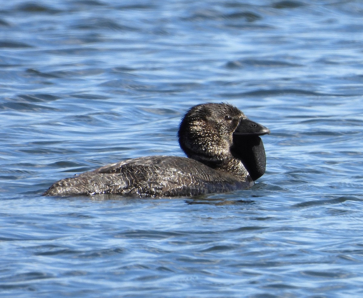 Musk Duck - ML641839274