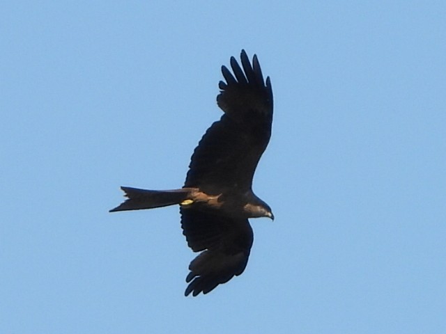 Black Kite - ML641839283